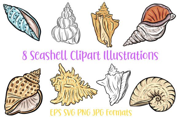 8 Seashell Clipart Illustrations & Graphics Review
