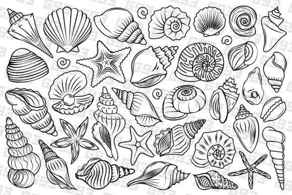 Line Art Seashell Illustrations: Graphics for Product Creators